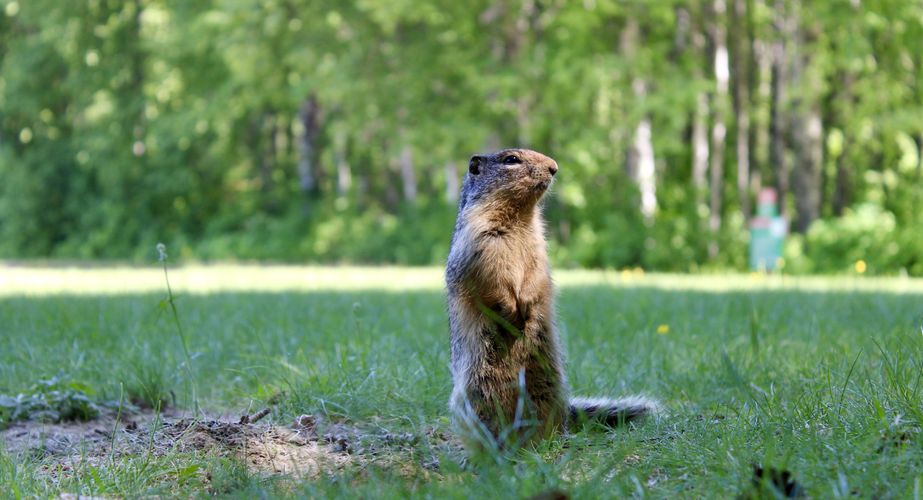 28 38 Canada 72 28 38 Canada 72